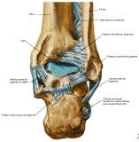 Anatomie: heup,bovenbeen,knie,onderbeen,enkel,voet,acetabulum,collum femoris,trachanter,femur,epicondyl,meniscus,kruisband,cruciate ligament,patella,knieschijf,tibia,fibula,malleolus,talus,calcaneus,tarsus,metatarsus,phalanx,falanx,quadriceps femoris,rectus femoris,sartorius,tensor fasciae latae,tractus iliotibialis,biceps femoris,gastrocnemius,semimembranosus,semitendinosus,soleus,suralis,vena saphena parva,vena saphena magna,sciatic,ischiadicus,peronea